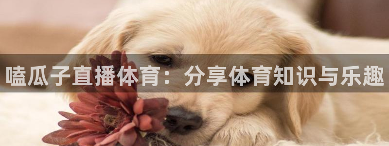 袋鼠nba体育比赛免费：嗑瓜子直播体育：分享体育知识与乐趣